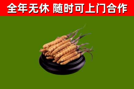 上城烟酒回收冬虫夏草.jpg